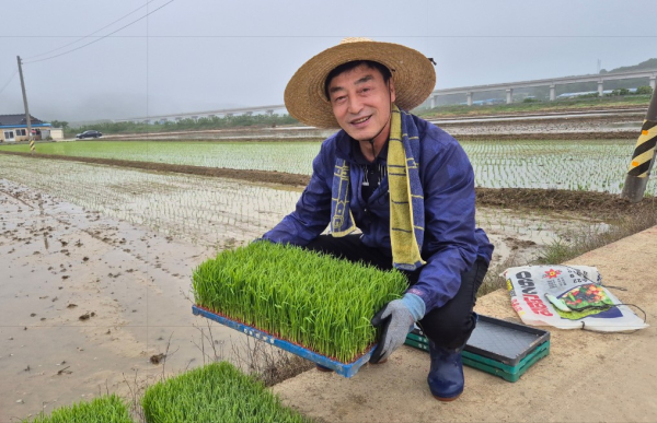 김호원 보령시시설관리공단 이사장이 지난 22일 모판 옮기기 봉사활동을 하고 있다.