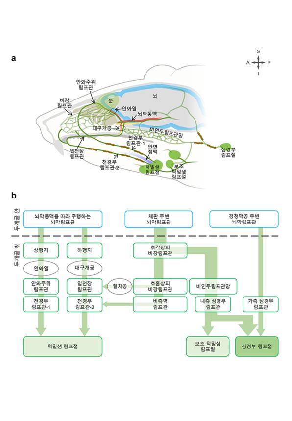 림프관을 통한 뇌척수액 배출 경로 모식도