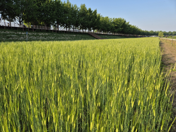 곡교천 청보리 사진