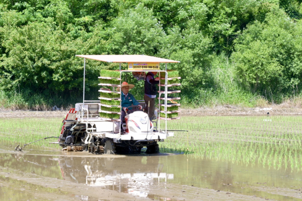 ‘2025년 총체벼 재배 연시회’ 개최 모습