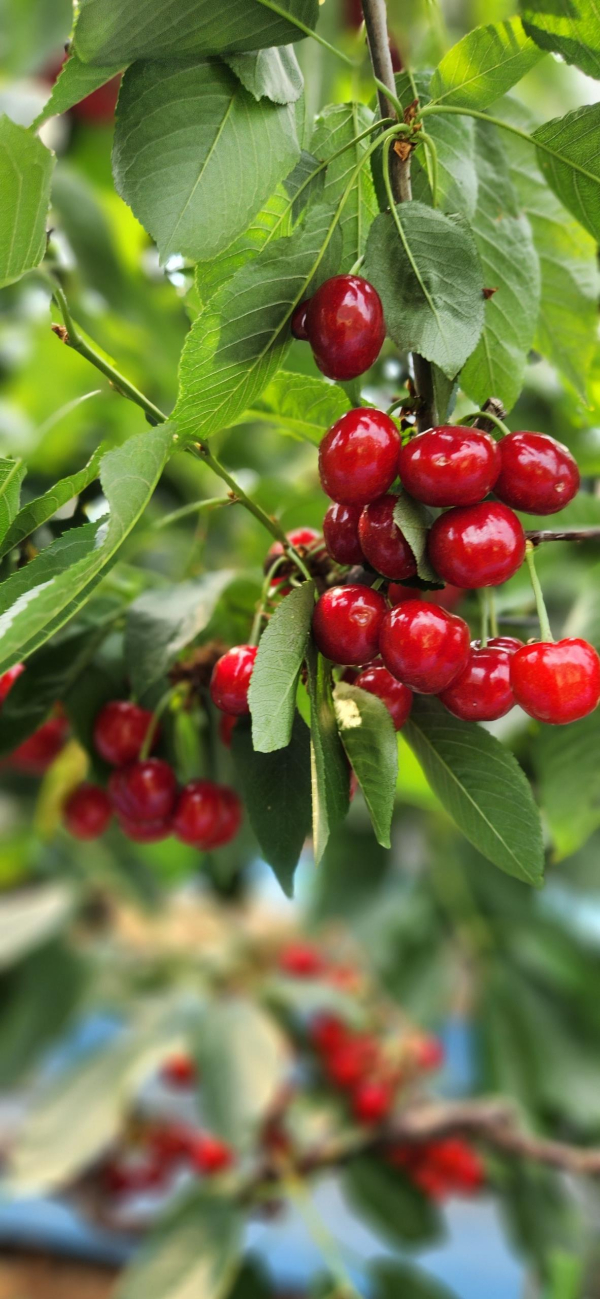 청양 정산 체리 모습