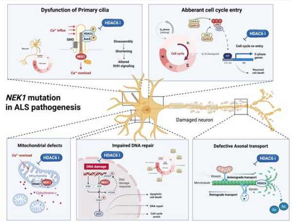 근위축성 측삭경화증의 발병 기전에서 NEK1 돌연변이가 미치는 영향