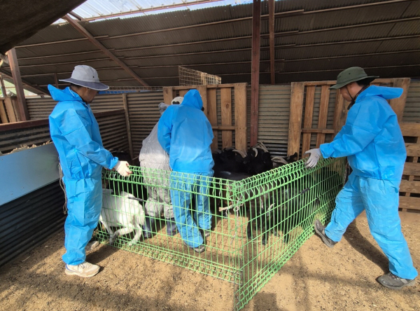 염소 백신 접종 모습