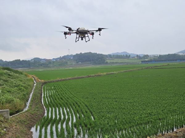 벼 병해충 항공방제 장면