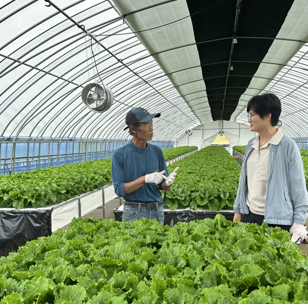 서산시 관계자가 상추 분무경 양액재배 시범 사업에 참여한 농가를 방문해 사업 추진 현황을 점검하는 모습
