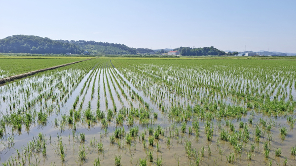 벼 건답직파 논 모습