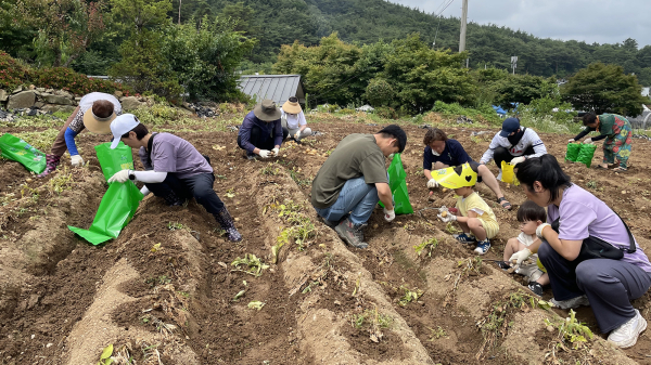 지난해 제23회 팔봉산 감자축제 (감자 캐기 체험 모습)
