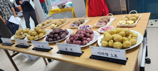 20일 팔봉면 대황2리 마을회관에서 진행된 감자평가회