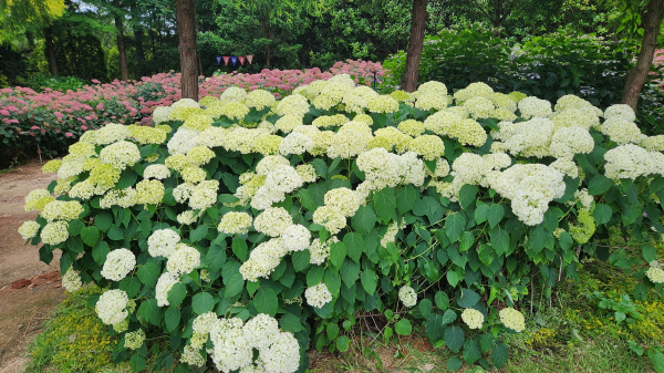 지난 6월 19일 청산수목원 수국 모습.