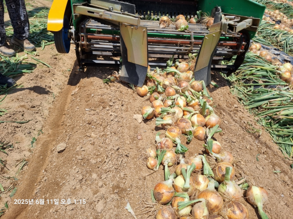 양파 수확 기계화 시범 사업 추진 모습