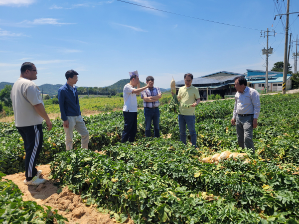 2025년산 전남 나주 봄무 수확 현장