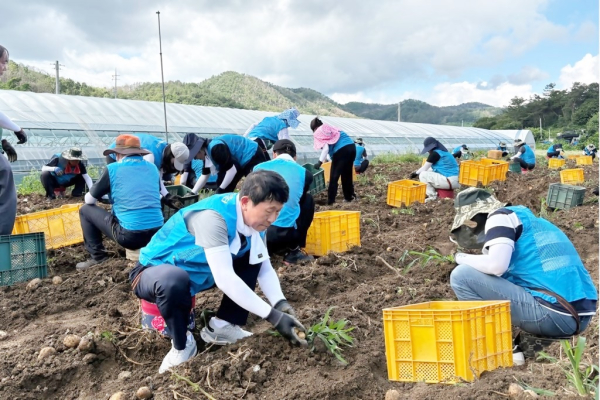 국립농산물품질관리원과 감자수확 일소돕기 현장 모습
