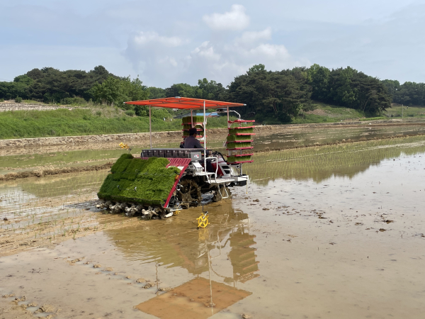 드문모 이앙 모습