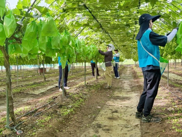 고향주부모임과 농촌일손돕기(포도농가 봉지싸기 봉사)