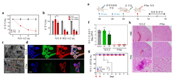 그림설명. FTNx 처리 시간과 농도에 따른 균 증식 결과(a) 및 균 형태 변화 및 세포벽 감소 관측 결과(c,d), 쥐의 칸디다혈증 감염 모델에서 FTNx에 의한 항균 효능 검증 실험 모식도(e), 쥐에서의 항균 효과(f)와 생존율 평가 결과(g) 및 쥐 신장에서의 조직학적 분석 결과(h).