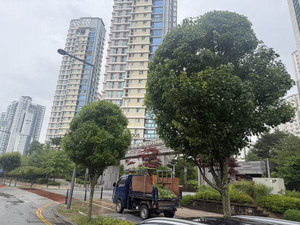 가로수 정비 모습