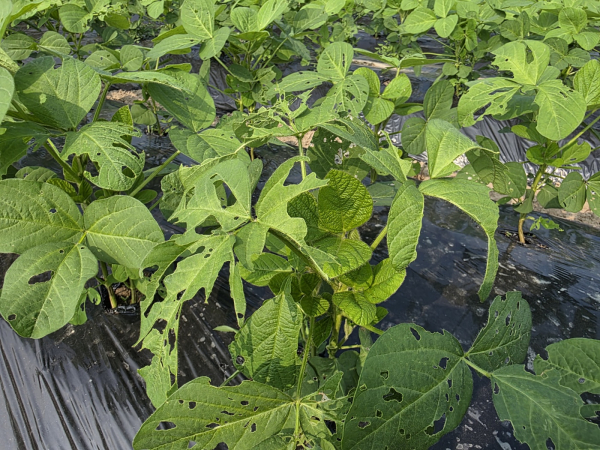 나방 유충 피해를 입은 논콩.