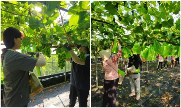 옥천군 옥천읍 대천리 포도농장을 찾아 포도 봉지 씌우기 작업 일손돕기 모습