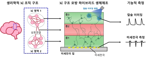 뇌 구조 모방 신경 네트워크 모델 구축과 기능적 측정 기술이 통합된 플랫폼 모식도
