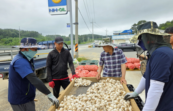법인 관계자들이 마늘을 출하하는 모습.