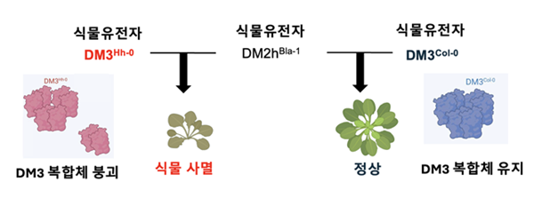 DM3 단백질 복합체 붕괴 시 식물 자가면역 유발 메커니즘 규명