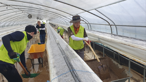 구항면 딸기하우스 토사물 제거 활동 모습