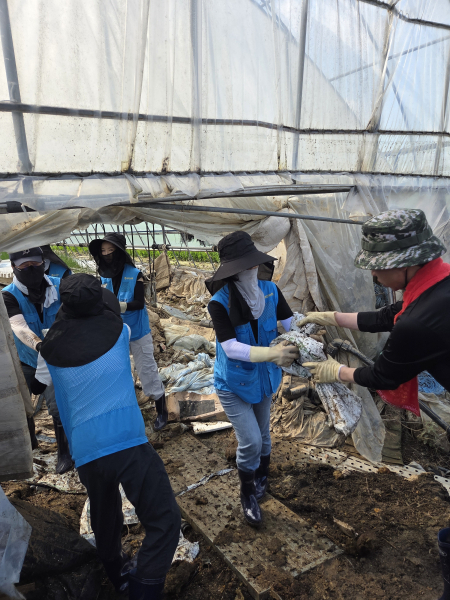 22일, 충남 예산군 삽교읍 성2리 마을을 찾아 극한호우로 피해 농가 복구 봉사 모습