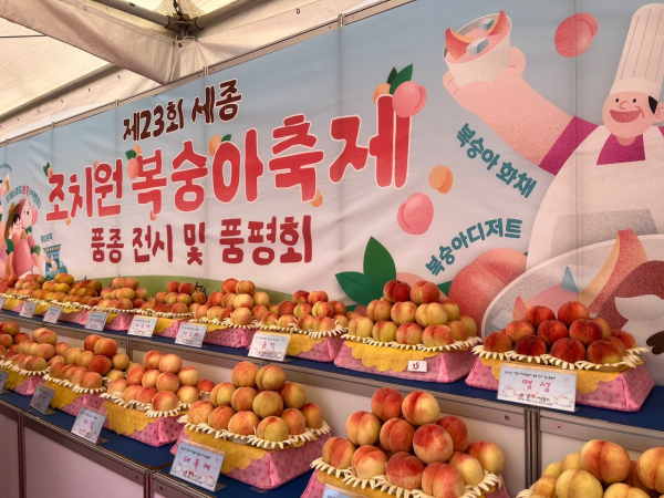 조치원 복숭아 전시 및 품평회 모습