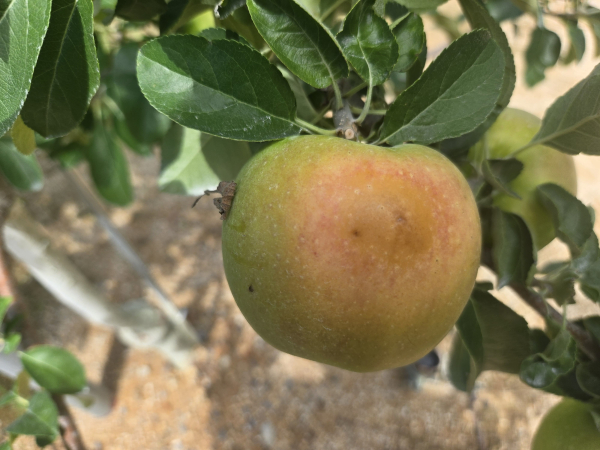 일소 피해 과일