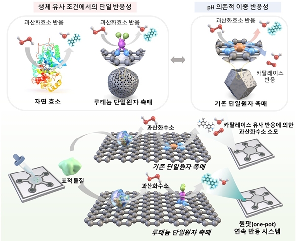 산화효소 선택적 반응 및 바이오마커 검출 모식도