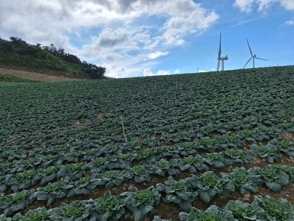 강원도 고랭지배추 재배지 전경