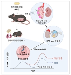 모체 염증 반응이 소아의 알레르기 면역 반응을 증가시키는 기전 모식도