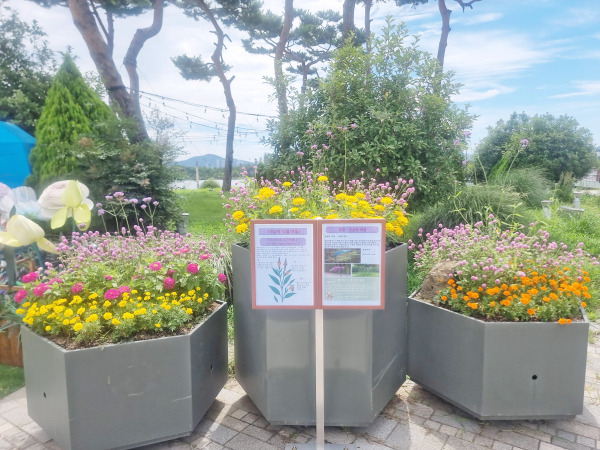 8월 이달의 식물 ‘버들마편초’ 선정