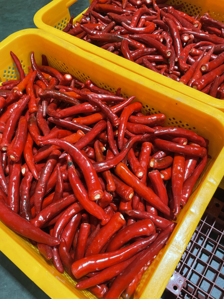 청양고추 약 100톤 납품 출하