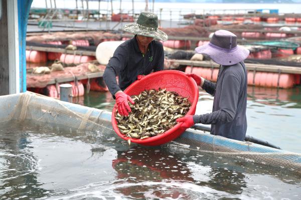 8일 천수만 인근 해역에서 진행된 조피볼락 긴급 방류 모습.