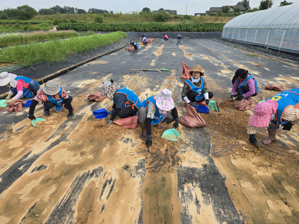 충남세종농협과 여성농업인조직이 합동으로 수해복구작업 지행 모습