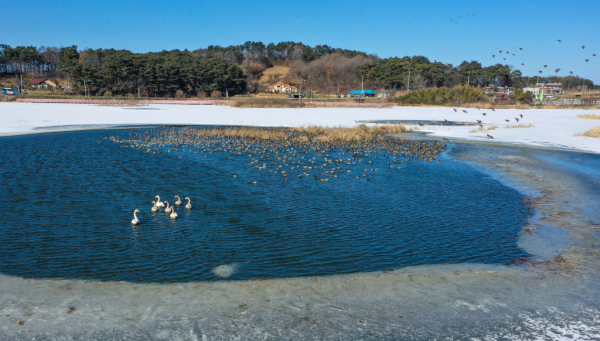 생태계지불제(벼미수확) 대상지역(당산저수지 유역 철새)