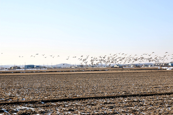생태계지불제(볏짚존치) 대상지역(삽교호유역 철새)