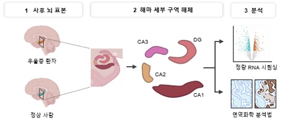 사후 인간 해마 조직을 이용한 분자 분석 개요도