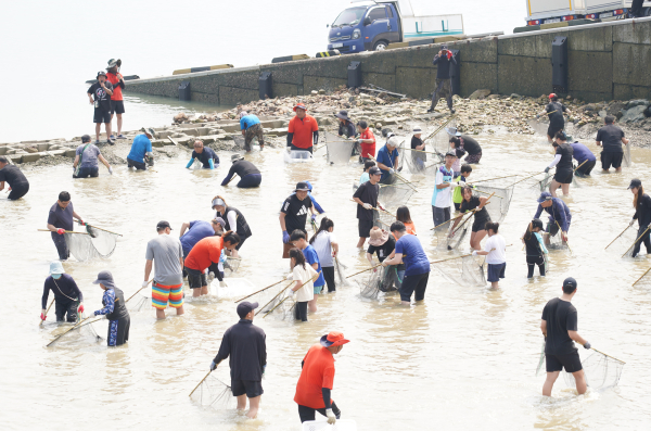지난해 삼길포항 일원에서 열린 제18회 삼길포우럭축제 독살체험 모습