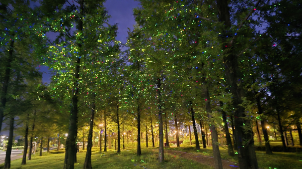 세종중앙공원 메타세콰이어 숲 야간 테마조명