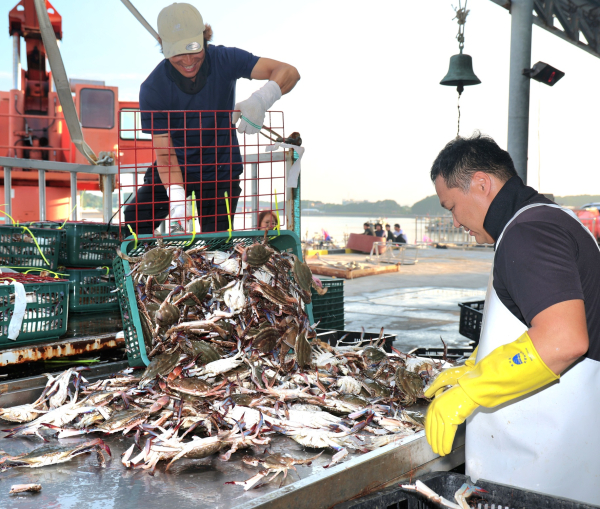 21일 안면읍 백사장항 위판장의 꽃게 모습.