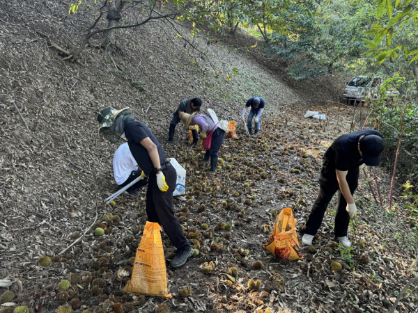 지난해 알밤줍기 체험 모습