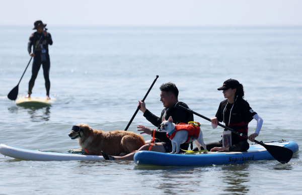 지난해 9월 만리포에서 진행된 반려동물 패들보드 체험 모습.
