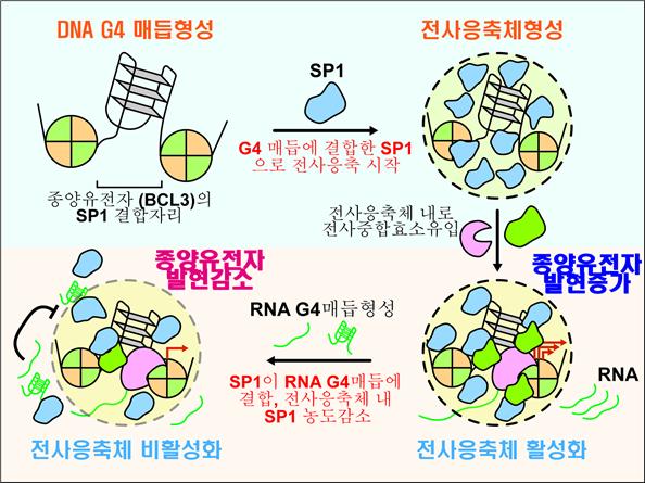 구아닌사중나선매듭에 의한 종양유전자 BCL3의 발현조절 기전