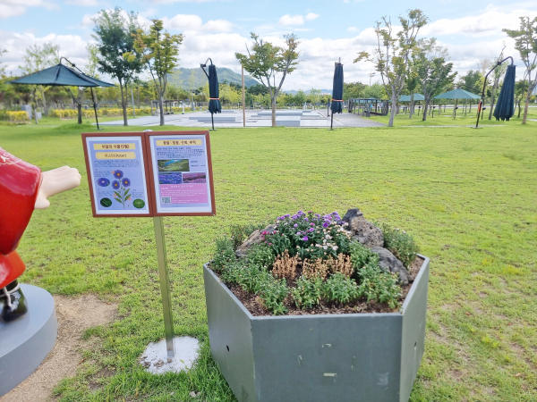 9월 이달의 식물 ‘아스타’선정