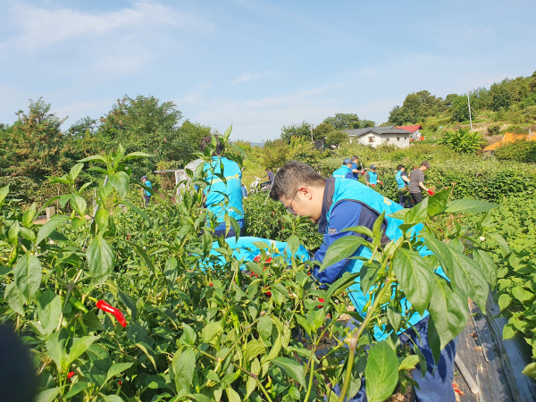 대전도시공사 환경에너지사업소 직원들이 농가 봉사활동을 하고 있다.