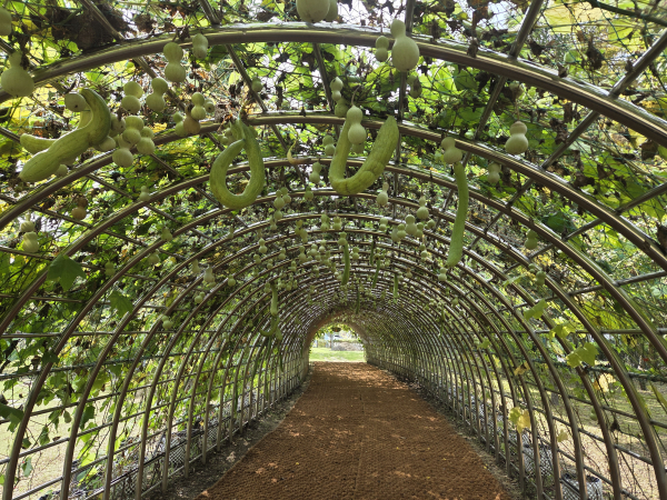 조롱박‧수세미 터널 조성 모습