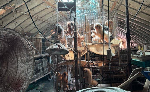 개 58마리를 즉시 구조·보호조치 현장점검 모습