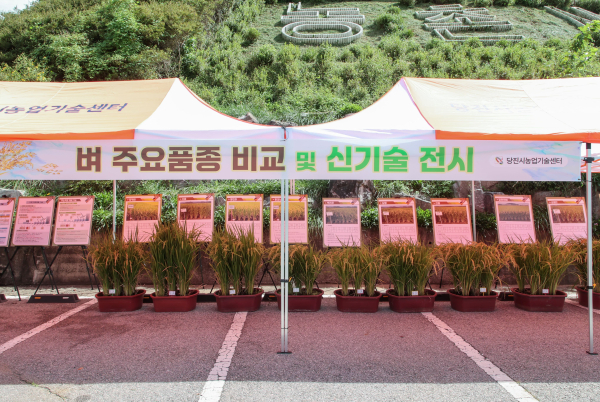 벼농사 종합평가회 개최 모습